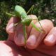 カマキリの目